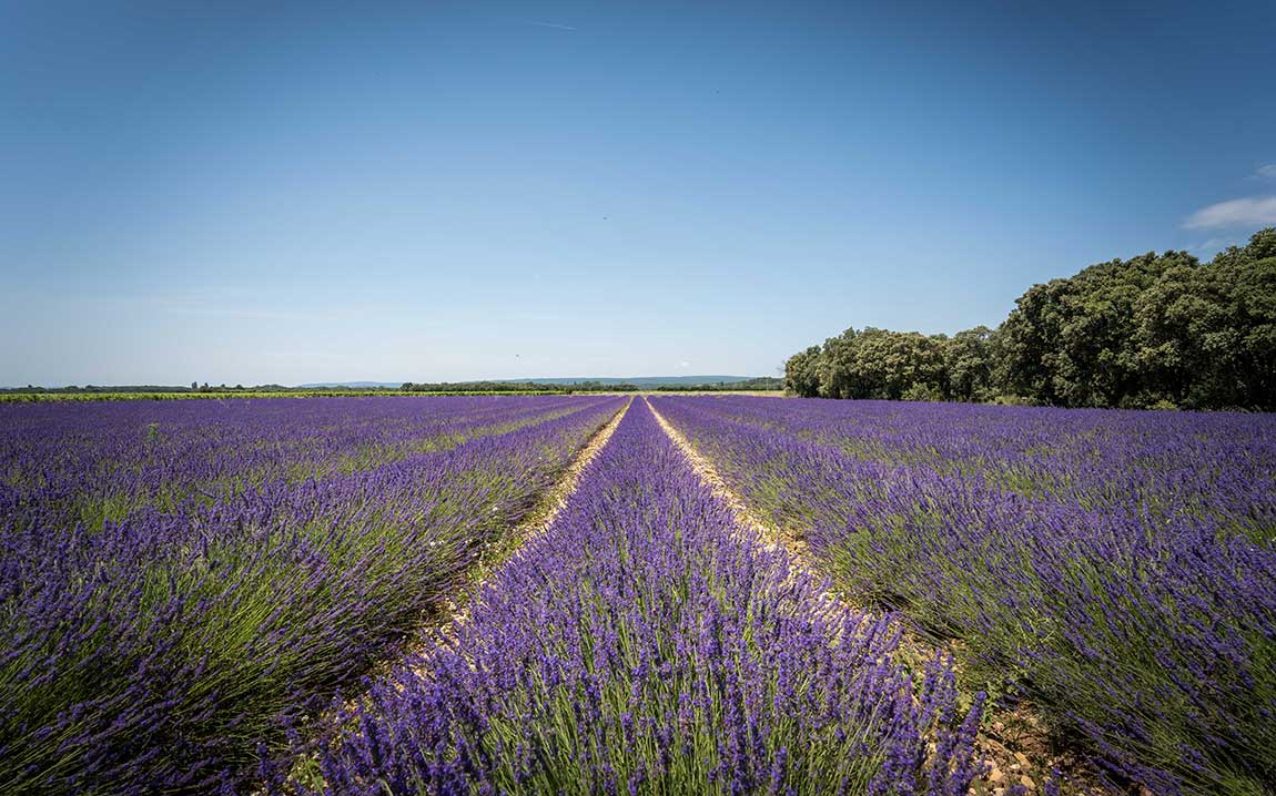 Location Emplacement Vaucluse Camping